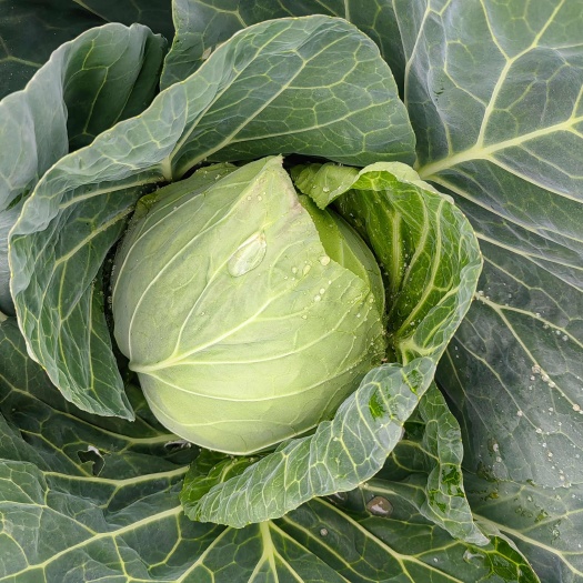 天门市精品宣菜甘蓝小个头