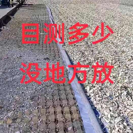 宁德岗梅长期供应