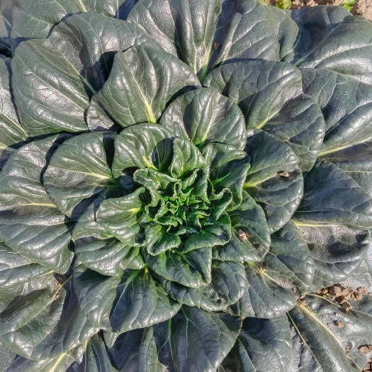 如东县如皋黑塌菜