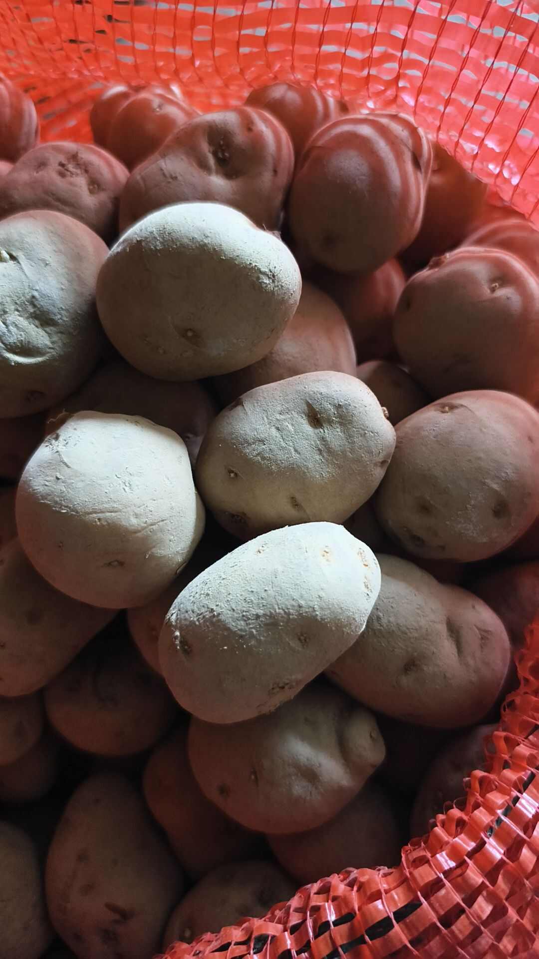 恩施土豆      软糯香浓  黄皮黄心  天然含硒
