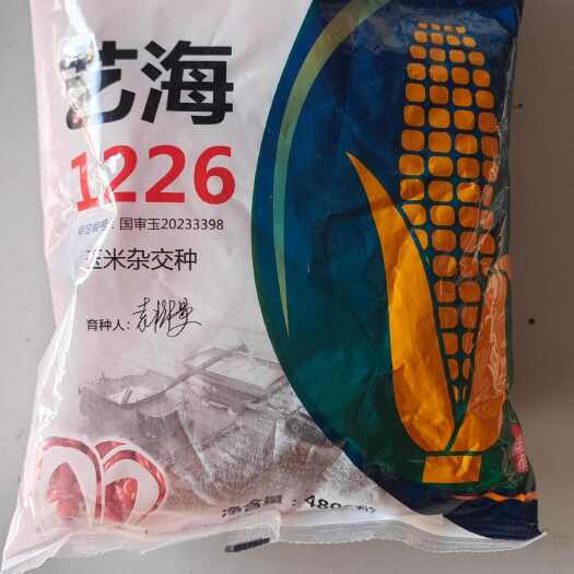 艺海1226玉米种
