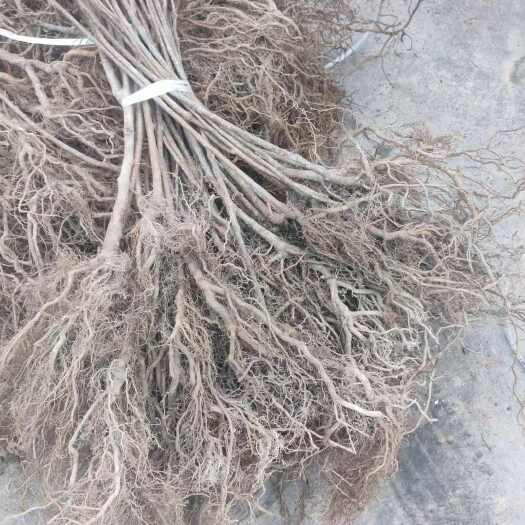 苍溪县实生猕猴桃苗规格0.6起
