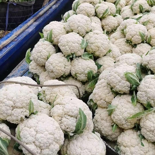 温州花菜优质货源，万亩蔬菜基地，量大价优