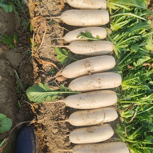 沙洋县湖北沙白萝卜 新鲜直达 货量充足