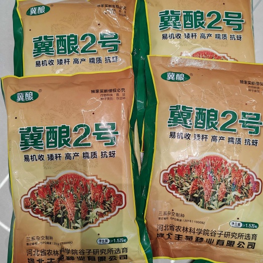 阜城县冀酿2号糯高粱种子，三糸杂交，抗蚜虫，耐旱涝，抗倒伏，易机收