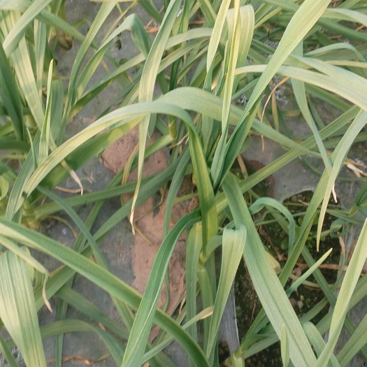 丰县红根蒜苗