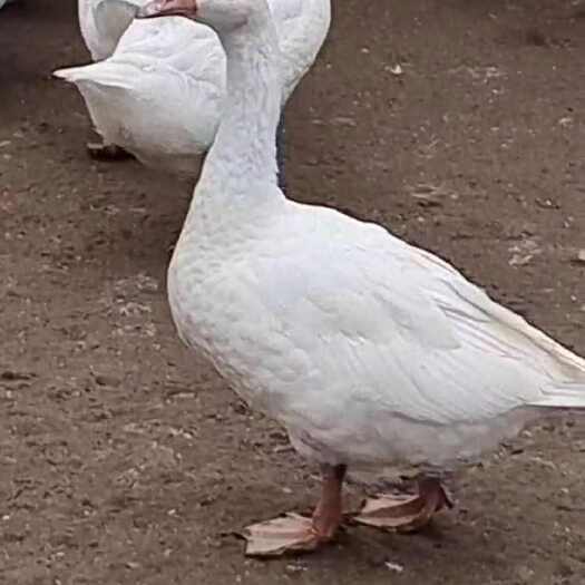 成都白鹅