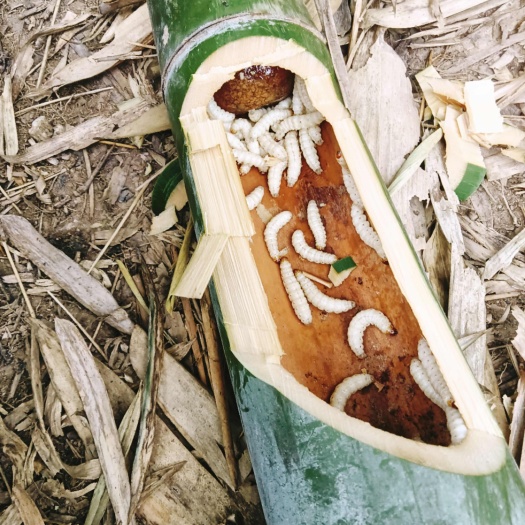 澜沧县云南特竹虫发货。39.9发40只。