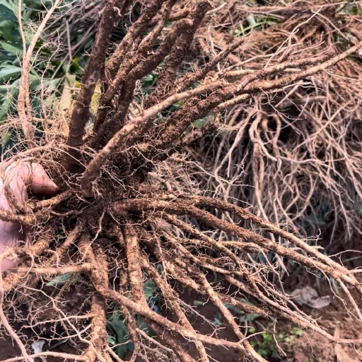 普格县东当归2400海拔种植优质空气水源土地口感香甜软糯