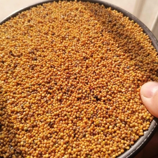 襄樊黄菜籽含油40到42，油色75，价格5700