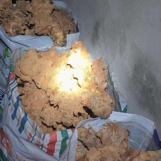 鄱阳县纯菝葜