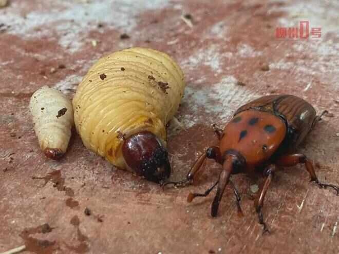 遂宁竹笋虫