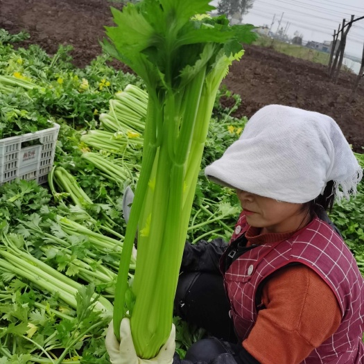 寿光市西产地直采直发，品质上乘，品质保证欢迎咨询洽谈！