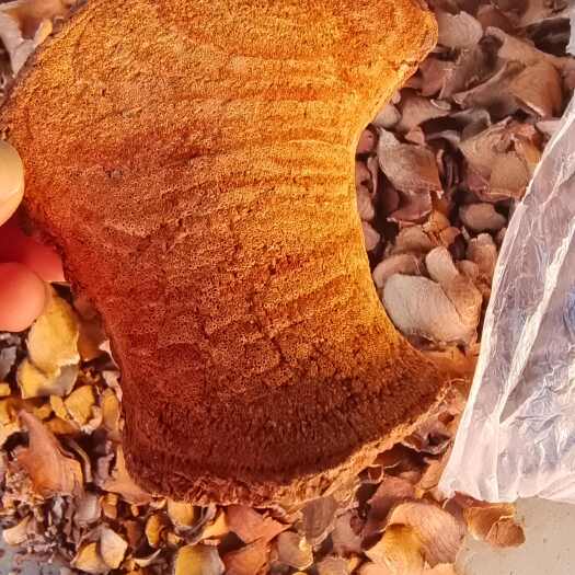 过江龙 干货切片 量大从优