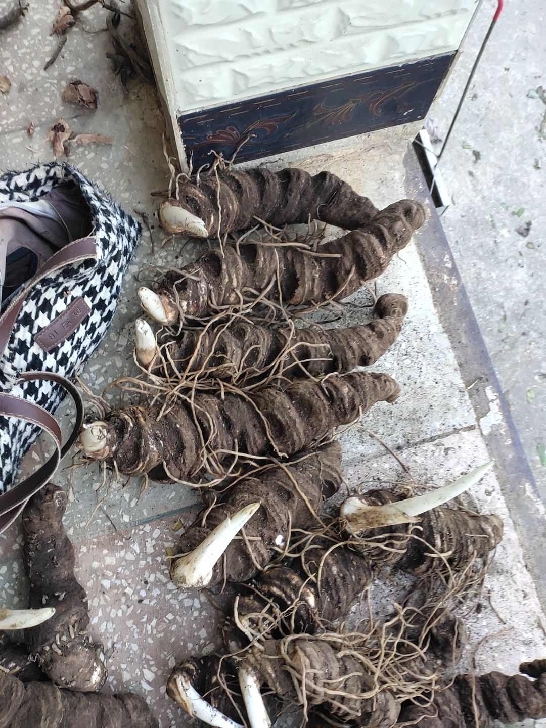 云南真正重楼不带芽现挖鲜货包邮