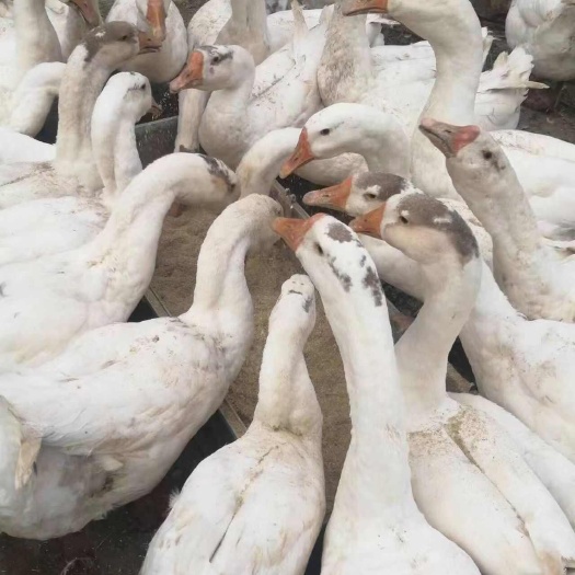 昆明脱温大种白鹅，已做好疫苗，成活率高！