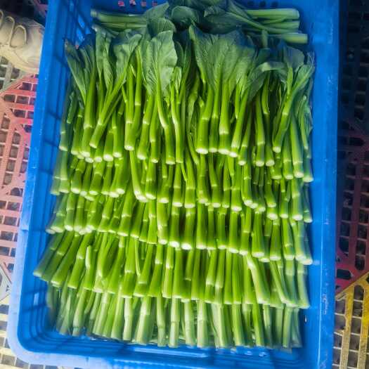 雷州市广东甜菜心