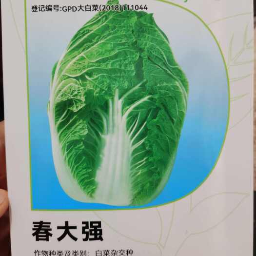 南阳春大强 蛋黄春宝品质矮颗大白菜