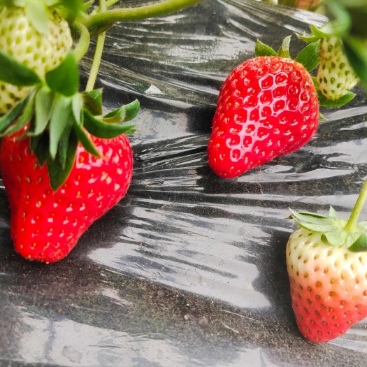 慈溪市草莓红颜慈溪市新鲜草莓产地直发精品水果浆果类草莓享优惠