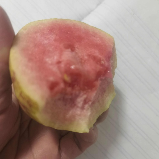 信宜市控糖无核红心芭乐来了