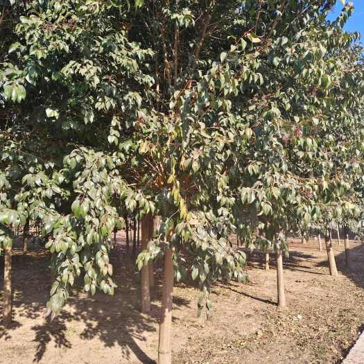 周口8公分石楠，分枝1.8