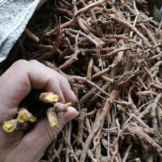 黄芩