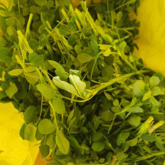富平县苜蓿菜