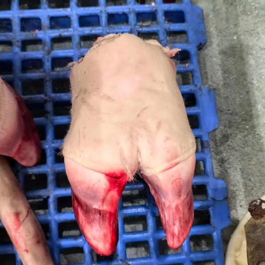 黄牛蹄  清水褪毛
