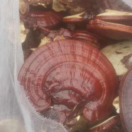 冠县赤灵芝