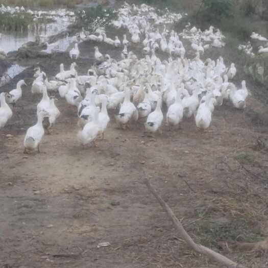 鄱阳县70天的水养花边鸭，有需要的联系