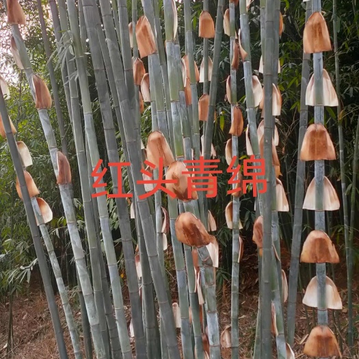 沐川县青绵竹大青绵红头青绵