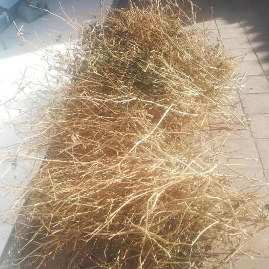 泽州县龙葵草（切段）中草药新鲜干燥泽州县直发