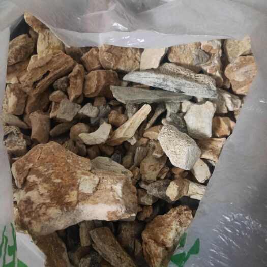 朝阳县道地龙骨！内蒙货！
