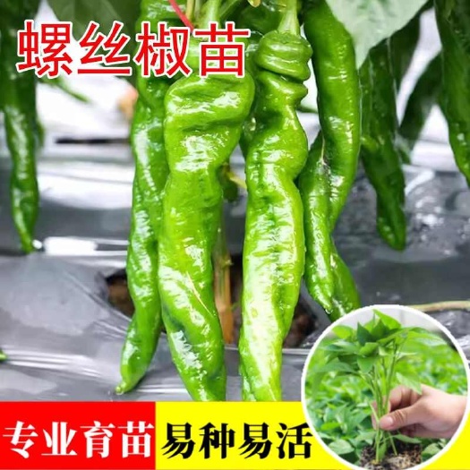 螺丝椒苗穴盘苗成活率高抗病能力强盆栽地栽庭院种植秧苗批发