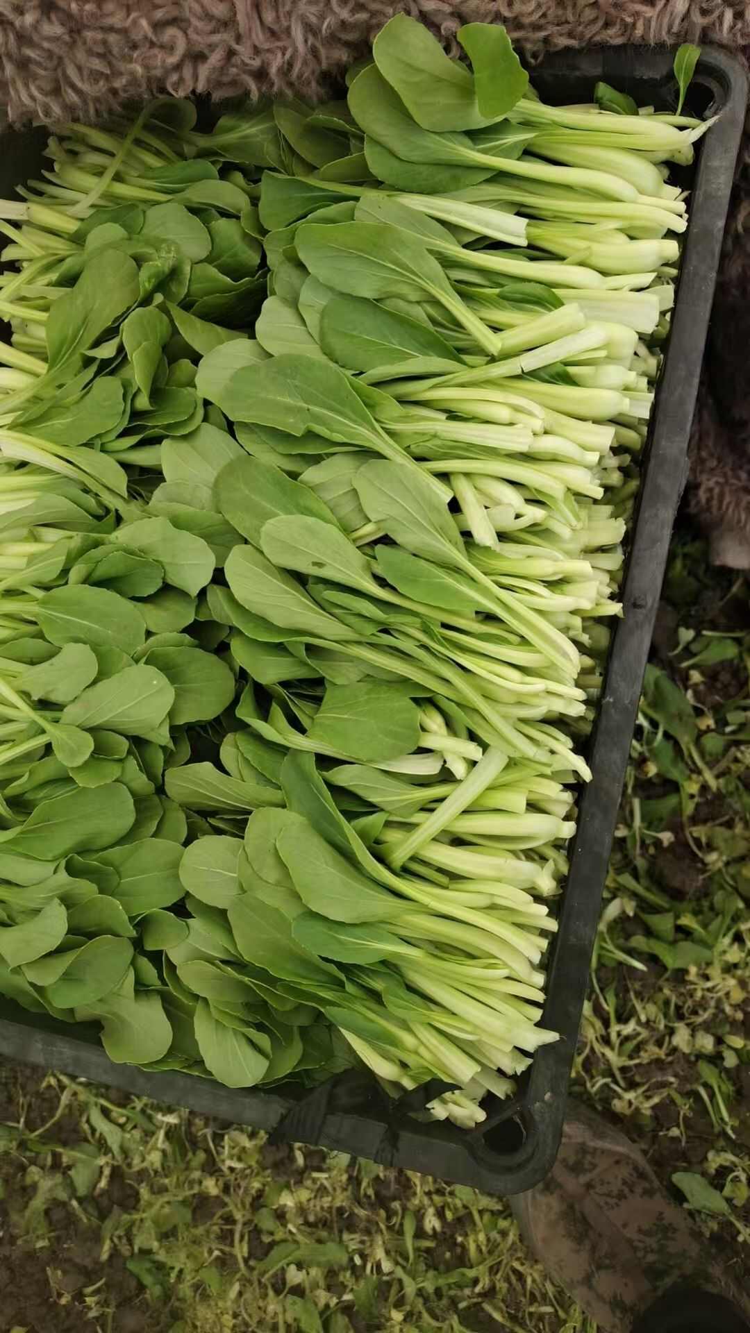 鸡毛菜   菜央