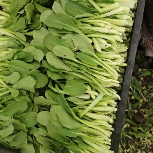 鸡毛菜   菜央