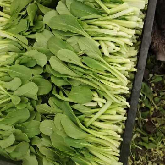 靖江市鸡毛菜   菜央