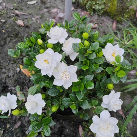 法莲栀子花基地法莲栀子花苗