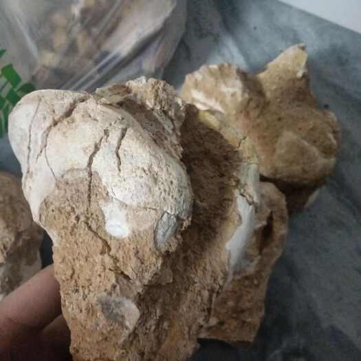 朝阳县道地龙骨！内蒙货！