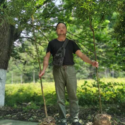 东安县2公分楠木