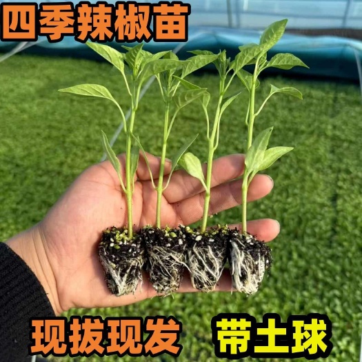 金乡县各种辣椒苗，一件代发