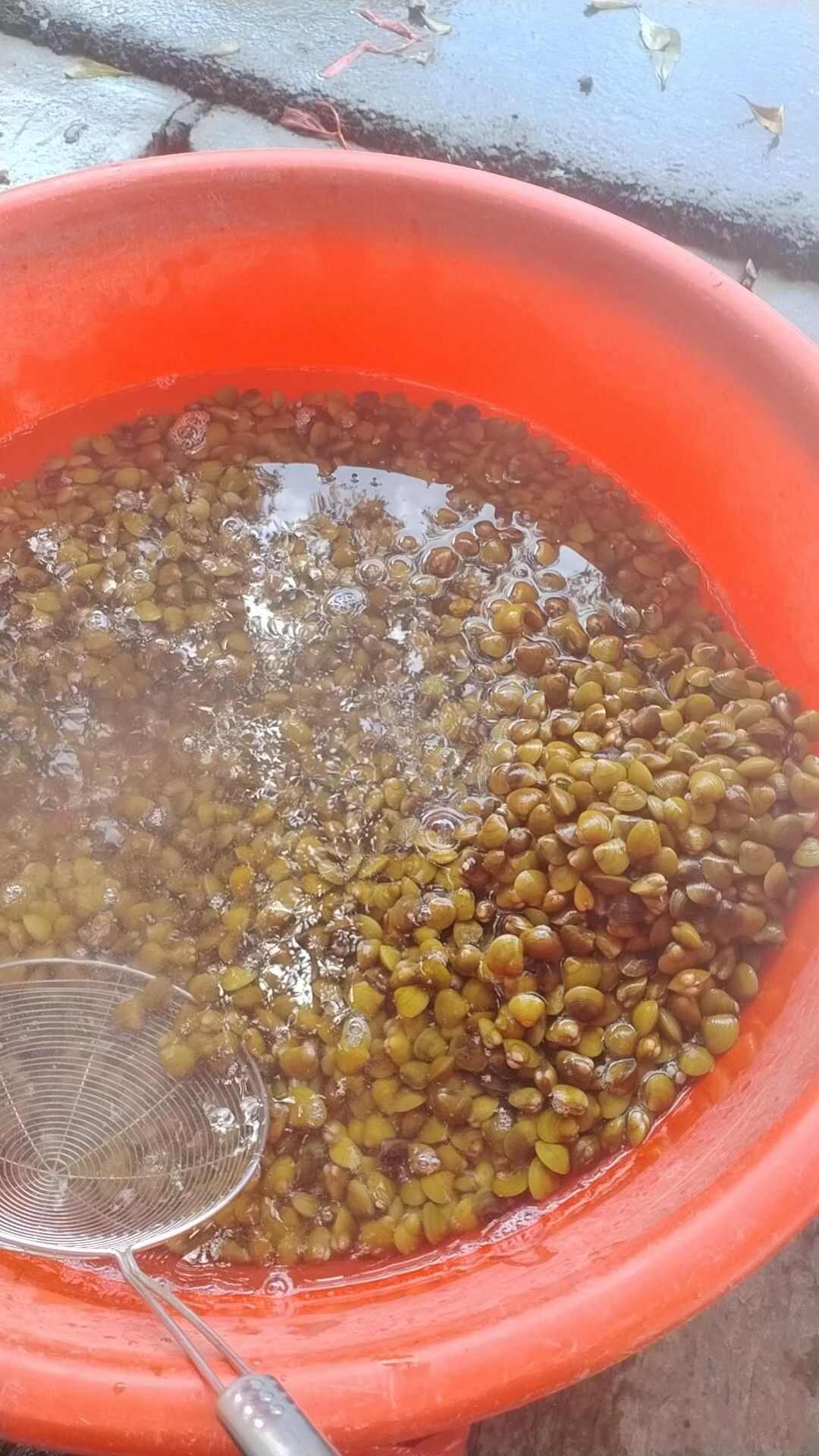 南流江河蚬，黄沙蚬