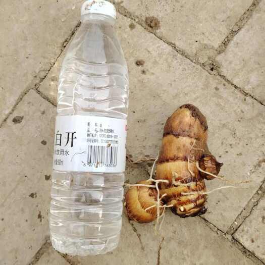 民权县芋头出售