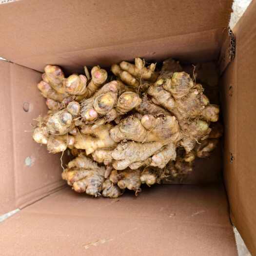 西畴县云南文山优质带土生姜新鲜现挖发货西畴县蔬菜姜蒜类农产品
