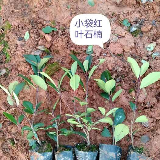 宜良县红叶石楠 高杆红叶石楠一手货源 红叶石楠种植销售