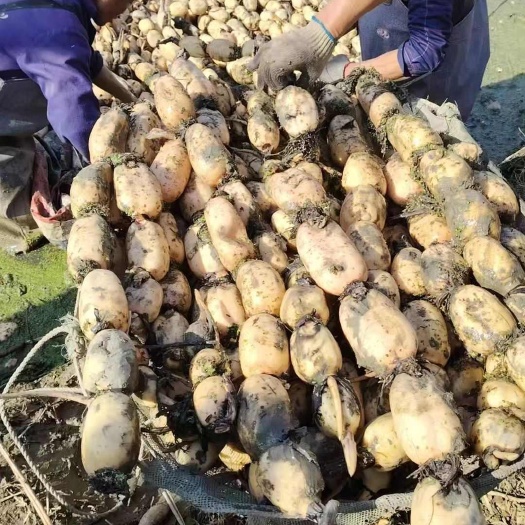 白莲藕，1000亩，春节大量供，价格实惠，又脆又白