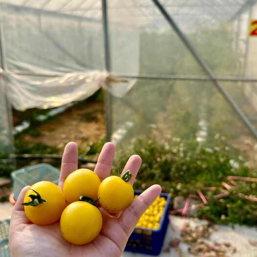荔浦市金星小番茄，富硒农产品，脆甜可口，欢迎选购，一件代发