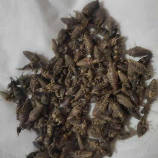 习水县金沙牛，地轱牛