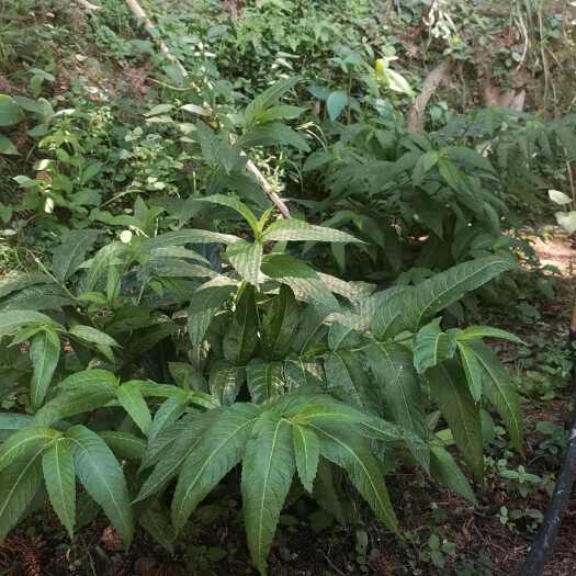 中草药毛药花苗