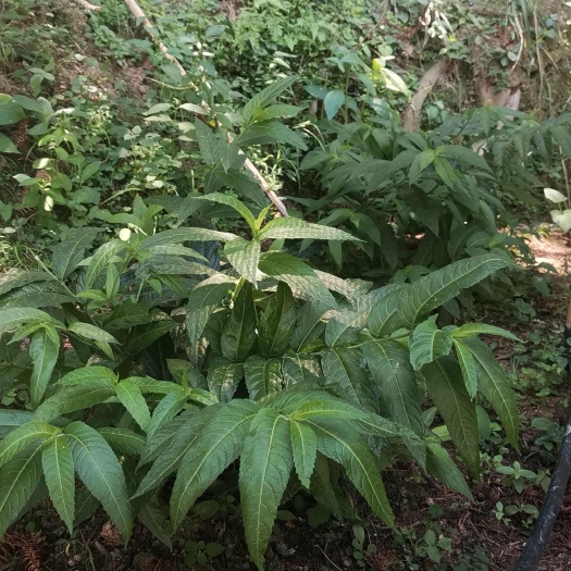 柘荣县中草药毛药花苗
